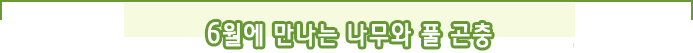 6월에 만나는 나무와 풀 곤충 