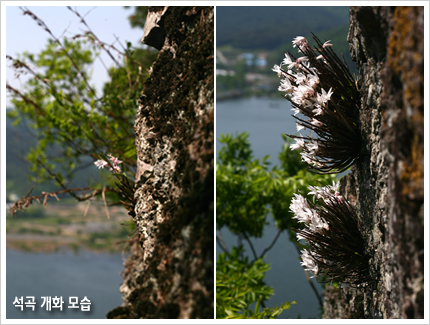 석곡 개화 모습