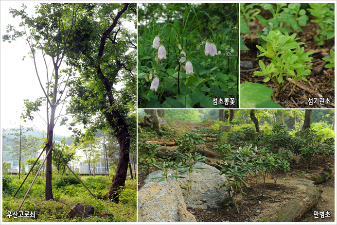 우산고로쇠, 섬초롱꽃, 섬기린초, 만병초