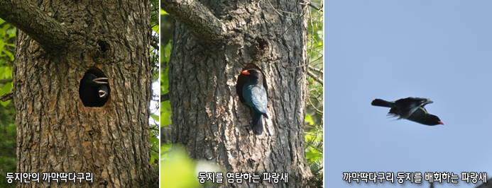 둥지안의 까막딱다구리, 둥지를 염탐하는 파랑새, 까막딱다구리 둥지를 배회하는 파랑새