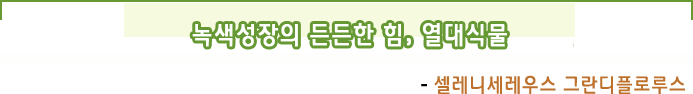 녹색성장의 든든한 힘,  열대식물- 셀레니세레우스 그란디플로루스