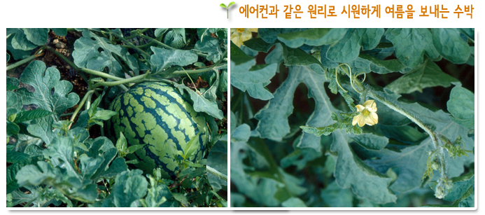 에어컨과 같은 원리로 시원하게 여름을 보내는 수박