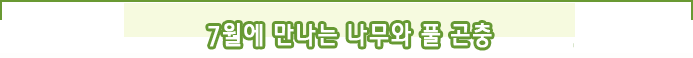 7월에 만나는 나무와 풀 곤충 
