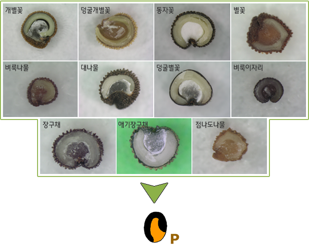 개별꽃, 덩굴개별꽃, 동자꽃, 별꽃, 벼룩나물, 대나물, 덩굴별꽃, 벼룩이자리, 장구채, 애기장구채, 점나도나물 -> P