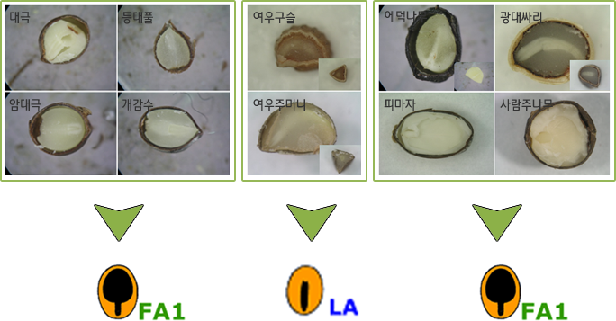 대극, 등대풀, 암대극, 개감수 -> FA1, 여우구슬, 여우주머니->LA, 에덕나무, 광대싸리, 피자마, 사람주나무->FA1