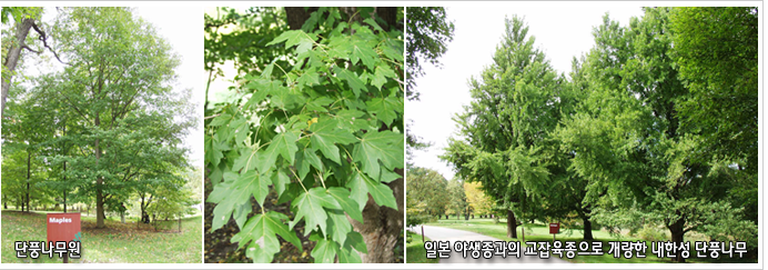 단풍나무원, 일본 야생종과의 교잡육종으로 개량한 내한성 단풍나무

