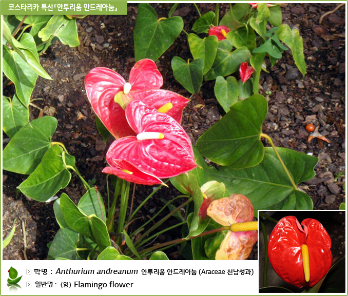 코스타리카 특산「안투리움 안드레아눔」- 학명 Anthurium andreanum  안투리움 안드레아눔 (Araceae 천남성과), 일반명 : (영)Flamingo flower