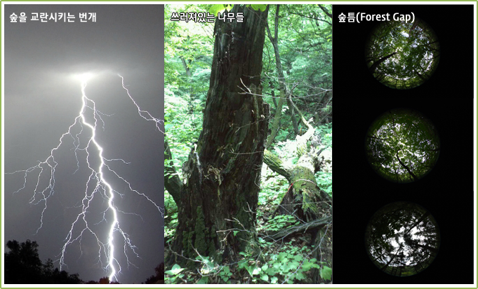  숲을 교란시키는 번개, 쓰러져있는 나무들, 숲틈(Forest Gap)