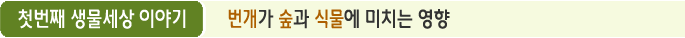 첫번째 생물세상 이야기 번개가 숲과 식물에 미치는 영향