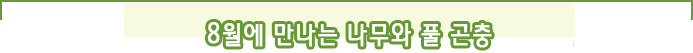8월에 만나는 나무와 풀 곤충 