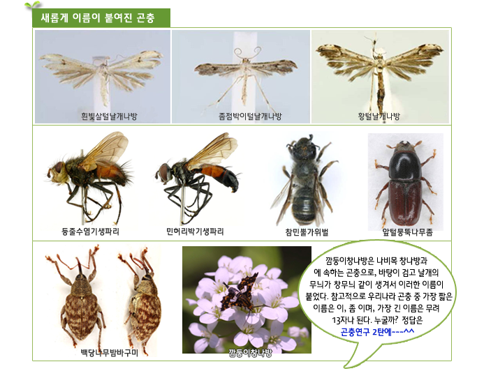 새롭게 이름이 붙여진 곤충
 흰빛살털날개나방, 좀점박이털날개나방, 황털날개나방, 등줄수염기생파리, 민허리박기생파리, 참민뿔가위벌, 잎털뭉뚝나무좀, 백당나무밤바구미, 깜둥이창나방
 깜둥이창나방은 나비목 창나방과
에 속하는 곤충으로, 바탕이 검고 날개의
 무늬가 창무늬 같이 생겨서 이러한 이름이 
븥붙었다. 참고적으로 우리나라 곤충 중 가장 짧은 
이름은 이, 좀 이며, 가장 긴 이름은 무려
 13자나 된다. 누굴까?  정답은
 곤충연구 2탄에~~~^^