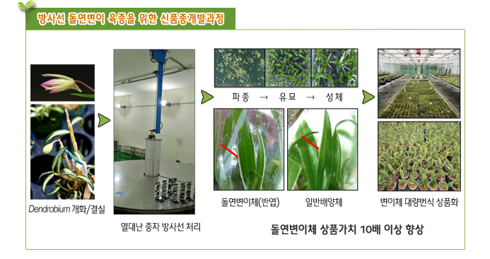 방사선 돌연변이 육종을 위한 신품종개발과정
Dendrobium 개회/결실 -> 열대난 종자 방사선 처리 -> 파종 -> 유모 -> 성체 -> 변이체 대량 번식 상품화
돌연변이체 상품가치 10배 이상 향상