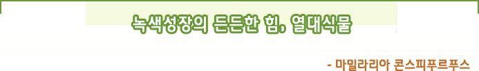 녹색성장의 든든한 힘,  열대식물- 마밀라리아 콘스피푸르푸스