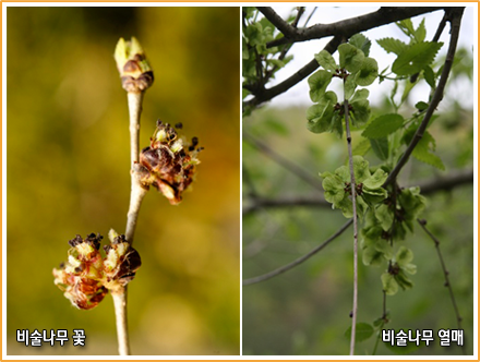 비술나무 꽃, 비술나무 열매
