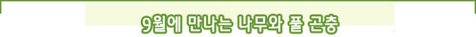 9월에 만나는 나무와 풀 곤충 