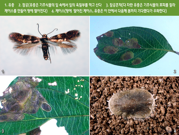 1. 유충     2. 잠공(유충은 기주식물의 잎 속에서 잎의 육질부를 먹고 산다     3. 잠공흔적(다 자란 유충은 기주식물의 표피를 잘라
케이스를 만들어 땅에 떨어진다)     4. 케이스(땅에  떨어진 케이스, 유충은 이 안에서 다음해 봄까지 기다렸다가 우화한다)