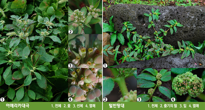 아메리카대극[ 1. 전체   2. 꽃   3. 선체   4. 열매 ], 털빈땅대[1. 전체   2. 줄기의 털   3. 잎   4. 열매]