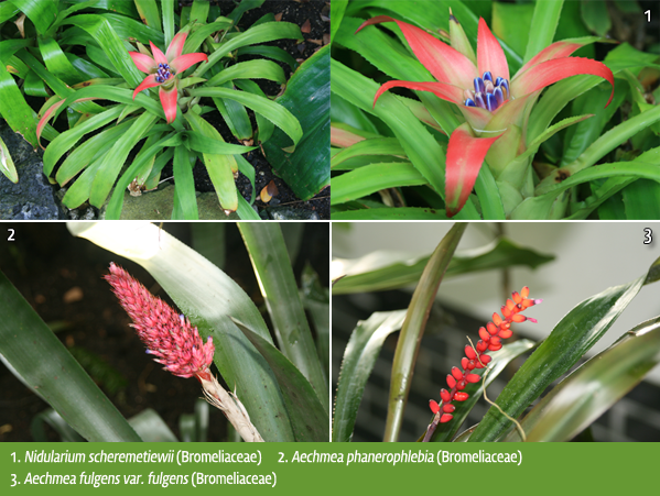  1. Nidularium scheremetiewii (Bromeliaceae)     2. Aechmea phanerophlebia (Bromeliaceae)  
				3. Aechmea fulgens var. fulgens (Bromeliaceae)