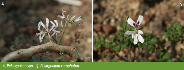4. Pelargonium spp.   5. Pelargonium xerophuton