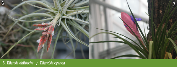 6. Tillansia didisticha   7. Tillandsia cyanea