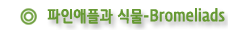파인애플과 식물-Bromeliads