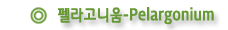 펠라고니움-Pelargonium