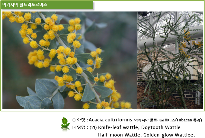 아카시아 쿨트리포르미스,-학명 : Acacia cultriformis  아카시아 쿨트리포르미스(Fabacea 콩과),-영명 : (영)Knife-leaf wattle, Dogtooth Wattle Half-moon Wattle, Golden-glow Wattlee