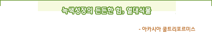 녹색성장의 든든한 힘,  열대식물- 아카시아 쿨트리포르미스