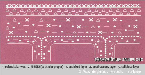전형적인 큐틴화된 외부 표피세포벽 도해도, 1. epicuticular wax   2. 큐티클체(cuticlular proper)   3. cutinized layer   4. pectinaceous layer   5. cellulose layer, X : Wax, ●: pectine , △: cutin, - : cellulose