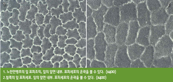 1. 노란만병초의 잎 표피조직, 잎의 앞면 내부. 표피세포의 윤곽을 볼 수 있다.  (x400) 
            2.철쭉의 잎 표피세포. 잎의 앞면 내부. 표피세포의 윤곽을 볼 수 있다.  (x400) 