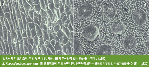 3. 백산차 잎 표피조직. 잎의 뒷면 내부. 기공 세포가 분산되어 있는 것을 볼 수있다 .  (x350) 
            4. Rhododendron racemosum의 잎 표피조직. 잎의 뒷면 내부. 원반처럼 보이는 모용의 기부와 많은 돌기들을 볼 수 있다.  (x120) 