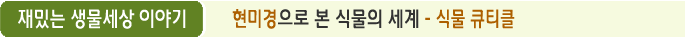 재밌는 생물세상 이야기 현미경으로 본 식물의 세계 - 식물 큐티클