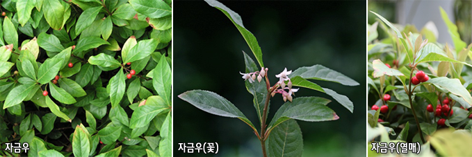 자금우, 자금우(꽃), 자금우(열매)