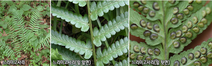 느리미고사리, 느리미고사리(잎 앞면), 느리미고사리(앞 뒷면) 
