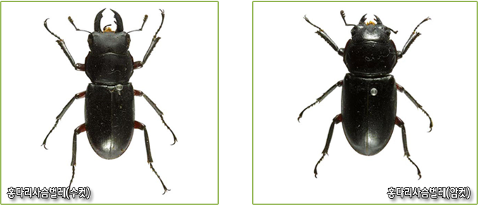 홍다리사슴벌레 (수컷), 홍다리사슴벌레 (암컷) 