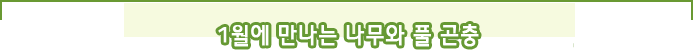 1월에 만나는 나무와 풀 곤충 
