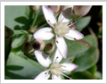 Crassula arborescens