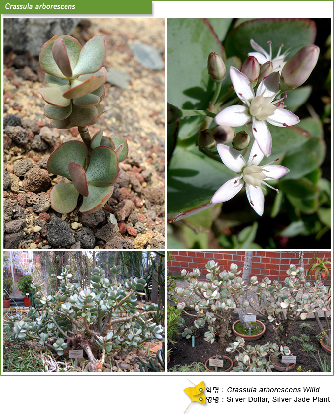 Crassula arborescens 학명 : Crassula arborescens Willd.
영명: Silver Dollar, Silver Jade Plant