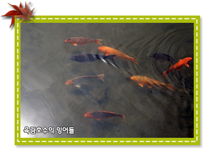 육림호수의 잉어들
