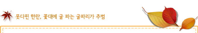 못다핀 한란, 꽃대에 굴 파는 굴파리가 주범 