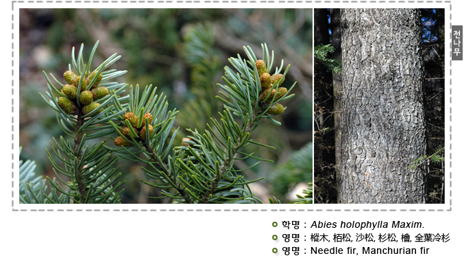 전나무
학명 : Abies holophylla Maxim.
영명 : 樅木, 栢松, 沙松, 杉松, 檜, 全葉冷杉
영명 : Needle fir, Manchurian fir
