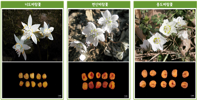 너도바람꽃, 변산바람꽃,풍도바람꽃