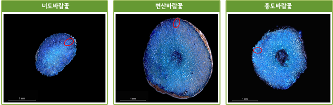 너도바람꽃, 변산바람꽃,풍도바람꽃