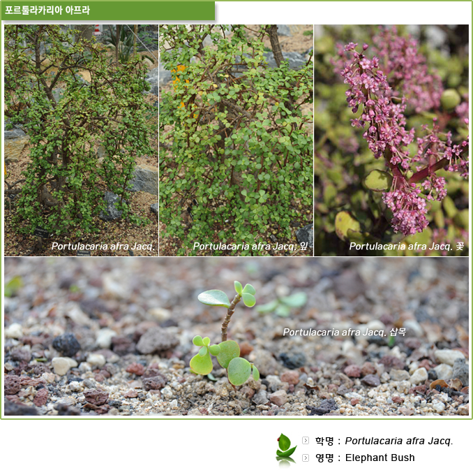 포르툴라카리아 아프라-Portulacaria afra Jacq., Portulacaria afra Jacq. 잎,Portulacaria afra Jacq. 꽃, Portulacaria afra Jacq. 삽목 // 학명 :  Portulacaria afra Jacq. , 영명 :  Elephant Bush