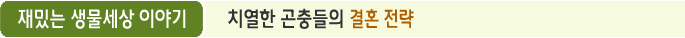재밌는 생물세상 이야기 치열한 곤충들의 결혼 전략