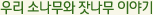 우리 소나무와 잣나무 이야기