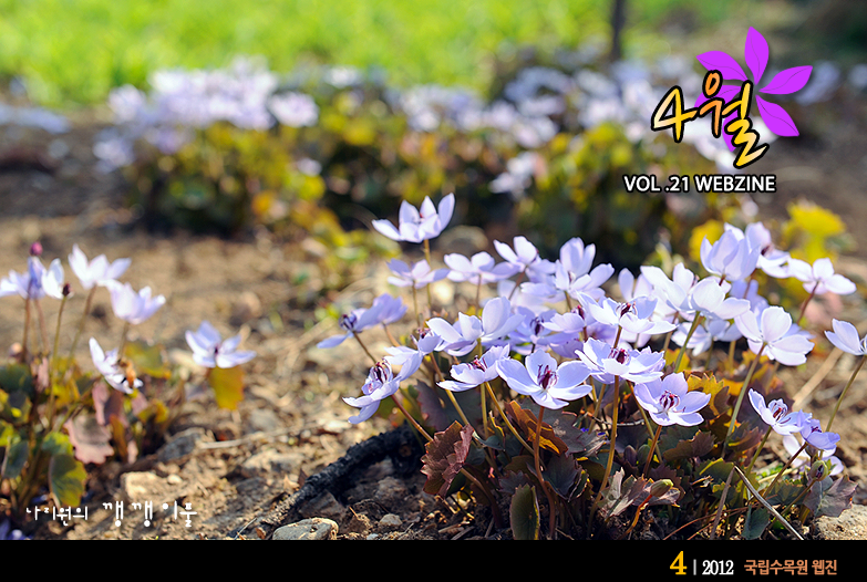 4월 VOL.21 WEBZINE 
나리원의 깽깽이풀
2012.4국립수목원 웹진 