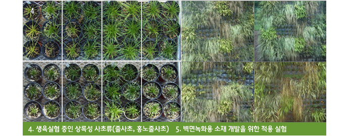 4. 생육실험 중인 상록성 사초류(줄사초, 홍노줄사초)
5. 벽면녹화용 소재 개발을 위한 적용 실험
