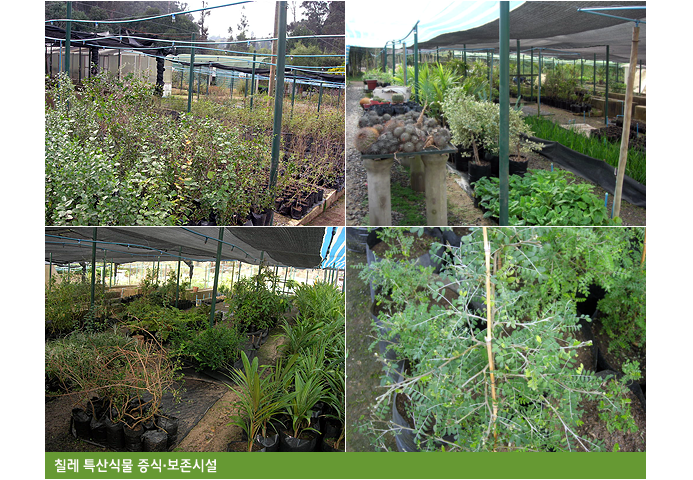 칠레 특산식물 증식·보존시설