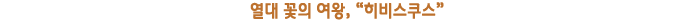 열대 꽃의 여왕, “히비스쿠스”